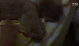 猫姐吃瓜的视频,揭秘娱乐圈幕后真相，带你领略明星们的真实生活