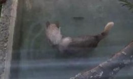 吃瓜狼怎么约,轻松俘获心仪之人的心