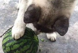 吃瓜的土狗,揭秘娱乐圈背后的真实故事