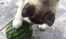 吃瓜的土狗,揭秘娱乐圈背后的真实故事