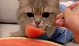 cat吃瓜