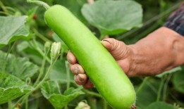 吃瓜被丢瓜,一瓜未了，再丢一瓜